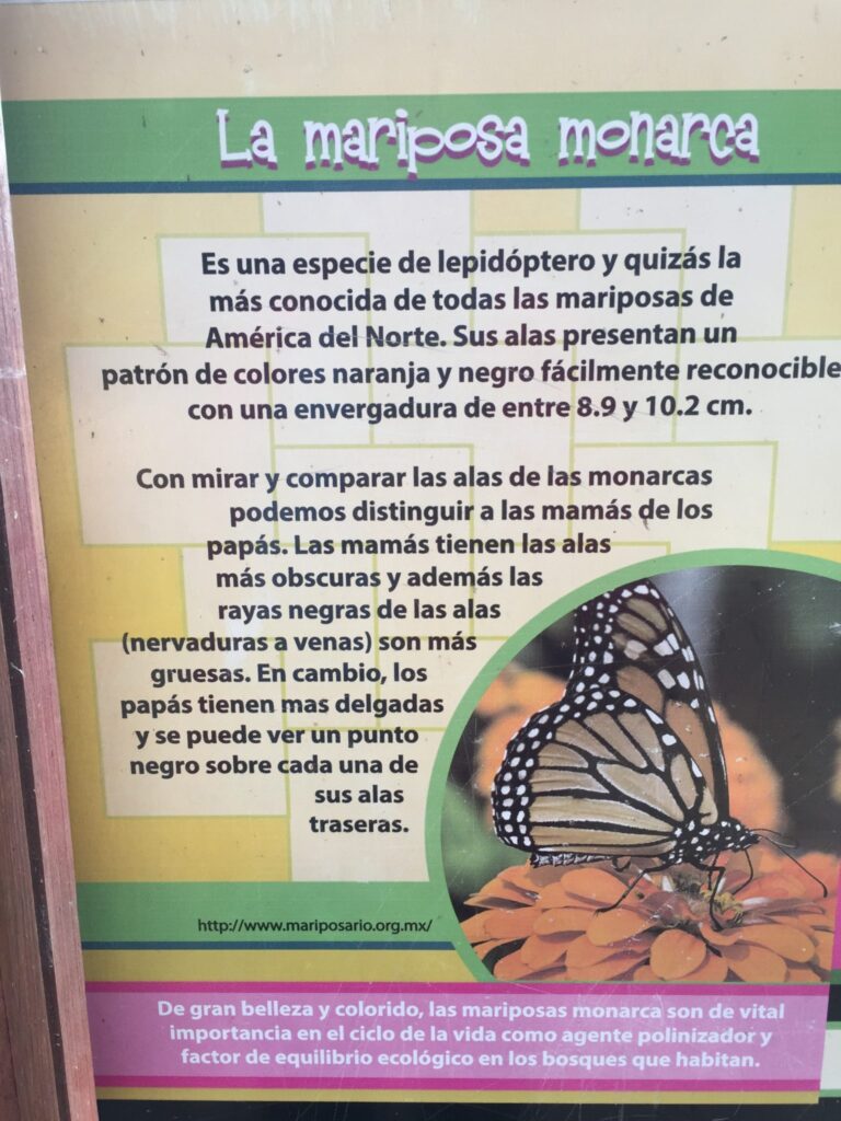 Mariposas Monarca en Santuario piedra herrada